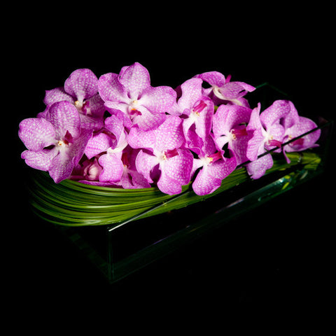 An Explosion of Orchid Blossoms