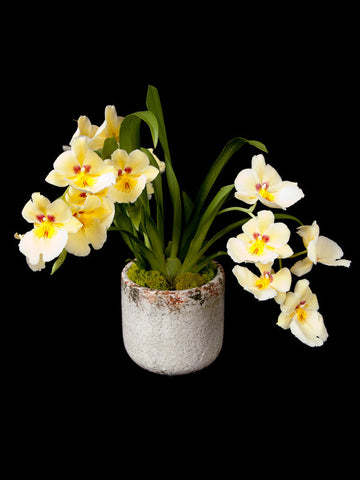 Fragrant Miltoniopsis Orchid in a crackle ceramic container