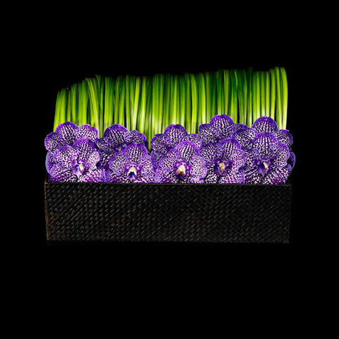 Vanda Orchid Showcase in a Waterfall Arrangement