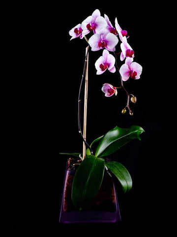 Purple Orchid Blossoms in a matching container