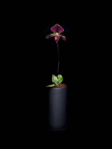 Exotic Lady Slipper Orchid in a simple black container