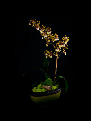 Oncidium Orchid with yellow and white blossoms