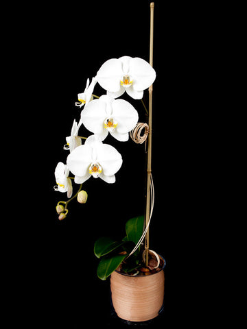 Phalaenopsis Orchid in a Veneer Container