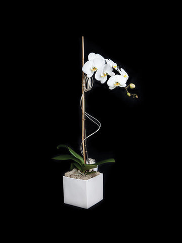 Single Stem Phalaenopsis in a simple ceramic container
