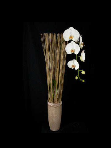 Single Phalaenopsis Orchid in a Natural Display