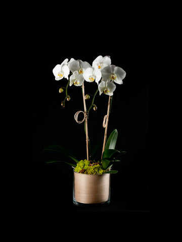 Twin Phalaenopsis Orchids in a Veneer Container