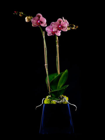 Twin Stems of Spotted Phalaenopsis