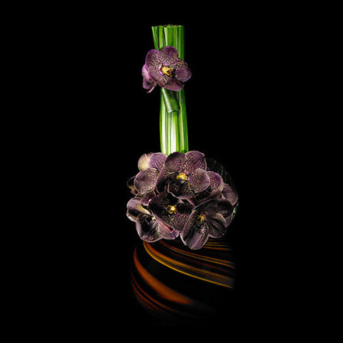 Chocolate Brown Vanda Blossoms in an Art Glass Container