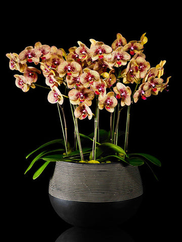 Colorful Phalaenopsis garden in a modern container