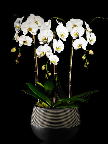 Modern container with three Phalaenopsis Orchids