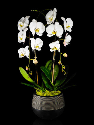 Modern Container with two Phalaenopsis Orchids
