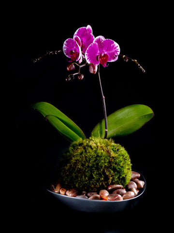 Striking purple Phalaenopsis in a dark ceramic container
